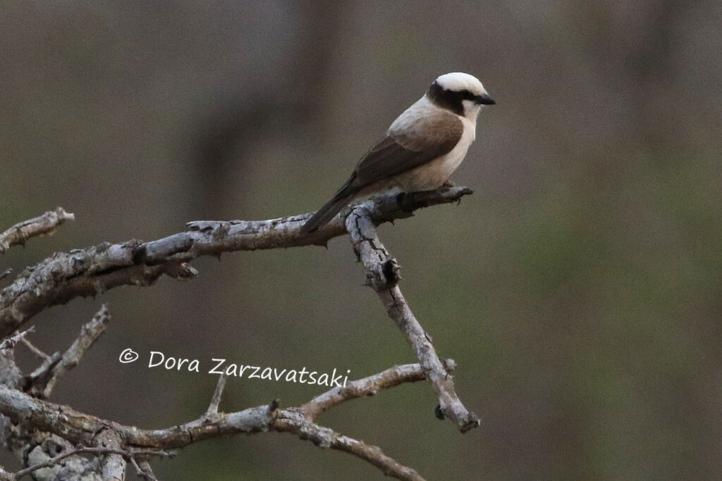 Southern White-crowned Shrikeadult