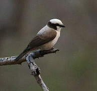 Southern White-crowned Shrike