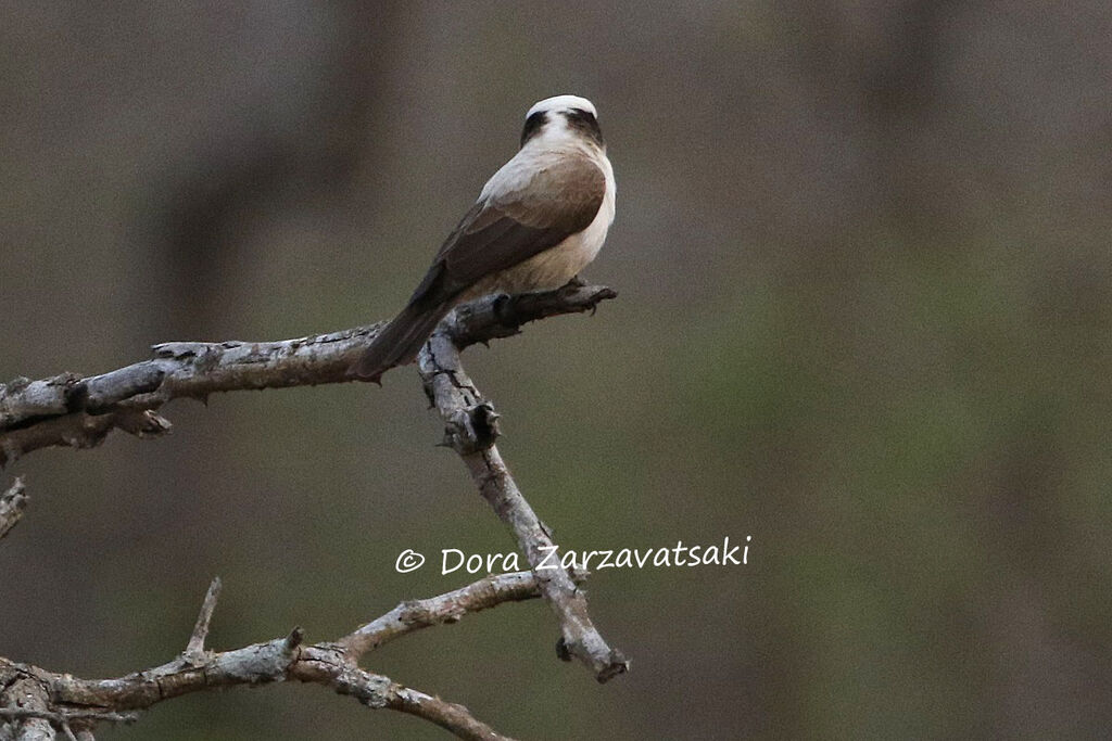 Southern White-crowned Shrikeadult