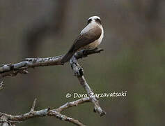 Southern White-crowned Shrike