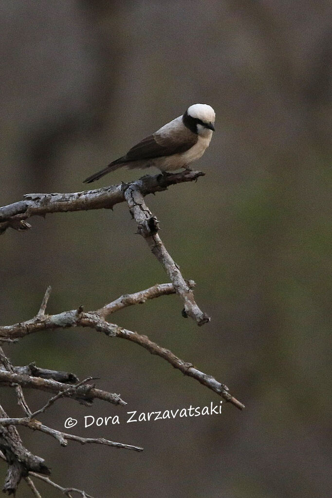 Southern White-crowned Shrikeadult