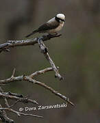 Southern White-crowned Shrike