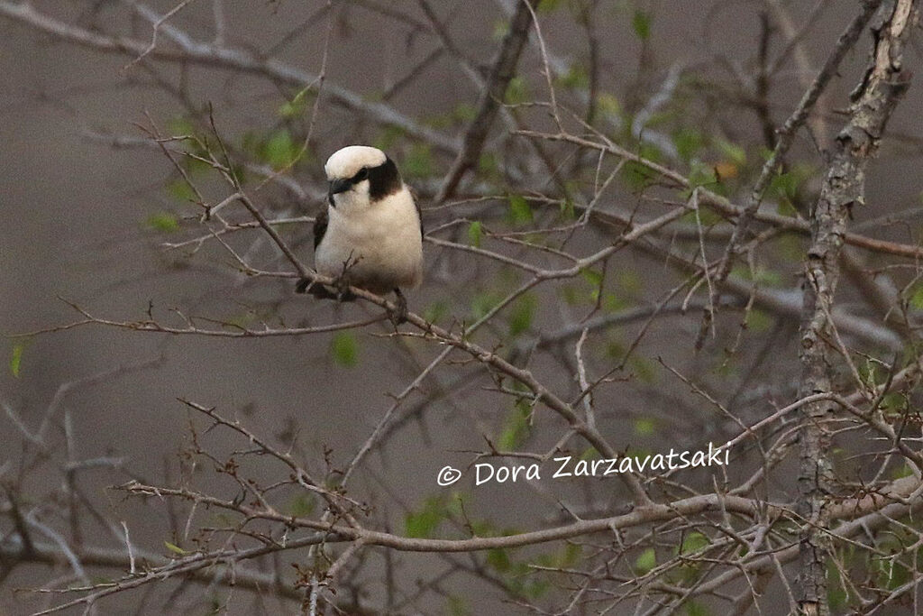 Southern White-crowned Shrikeadult