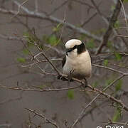 Southern White-crowned Shrike