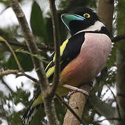 Black-and-yellow Broadbill