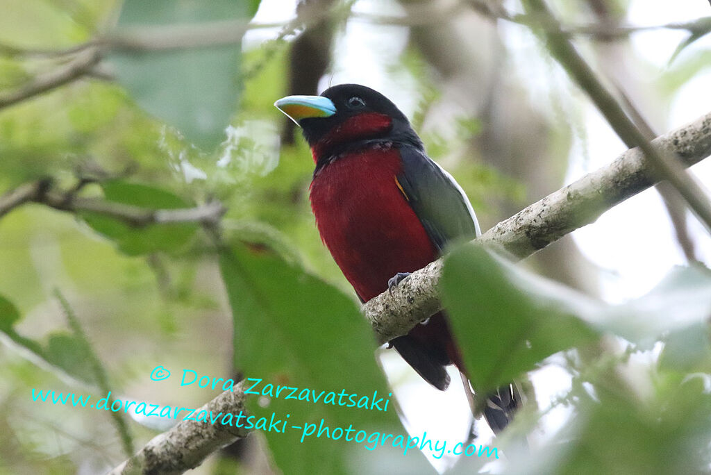 Black-and-red Broadbilladult, identification