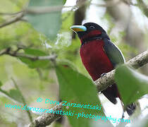 Black-and-red Broadbill