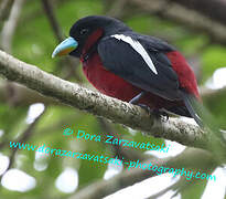 Black-and-red Broadbill