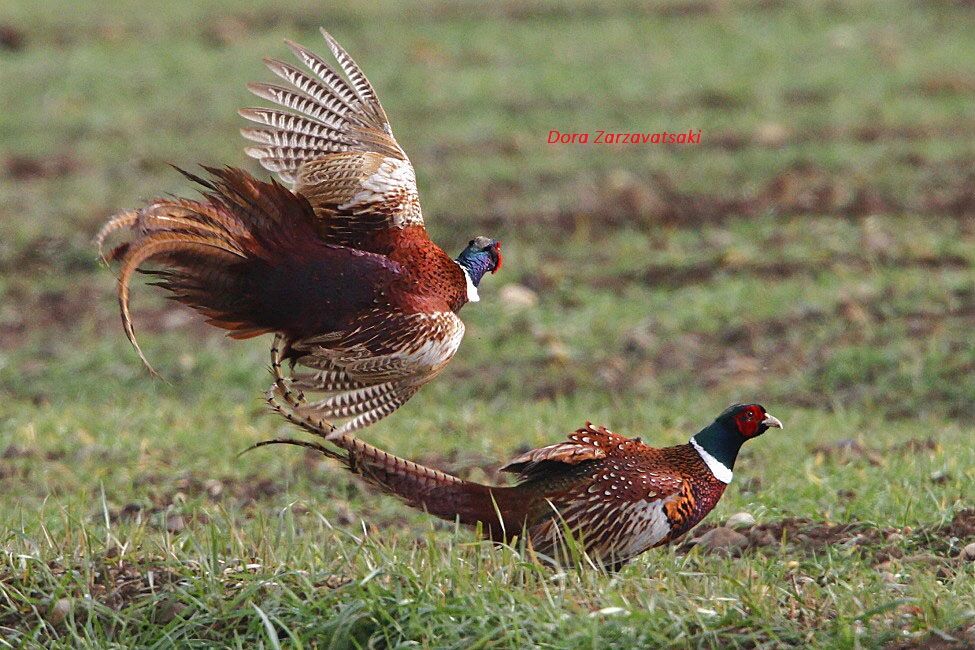 Common Pheasant male adult