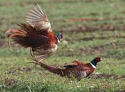 Common Pheasant