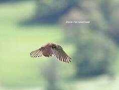 Common Kestrel