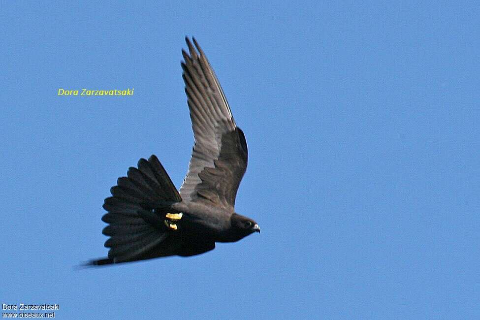 Eleonora's Falconadult, pigmentation, Flight