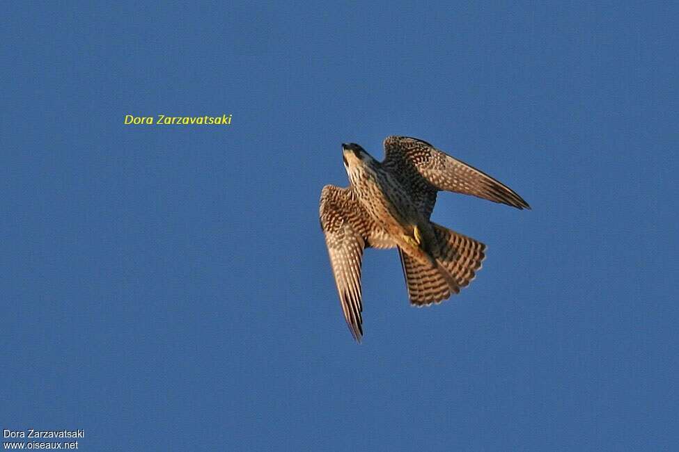 Eleonora's Falconimmature, pigmentation, Flight