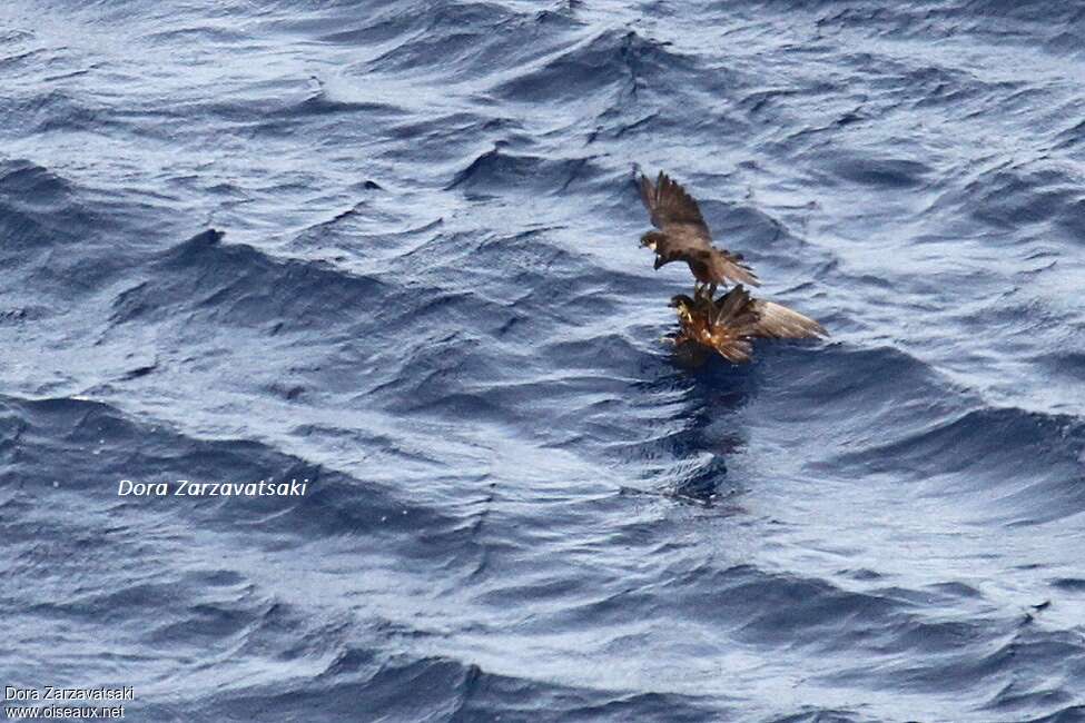 Eleonora's Falconadult, Flight, Behaviour