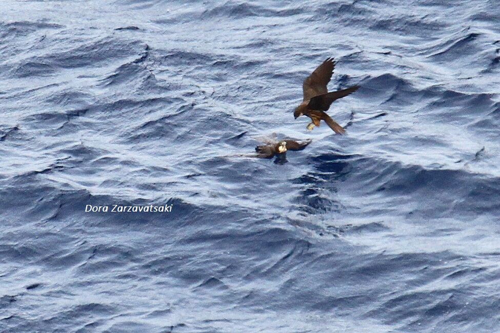 Eleonora's Falcon