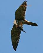 Eurasian Hobby