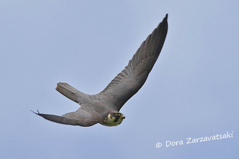 Eurasian Hobby