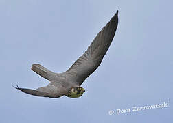 Eurasian Hobby