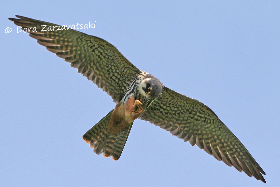 Eurasian Hobby