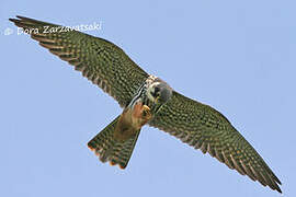 Eurasian Hobby