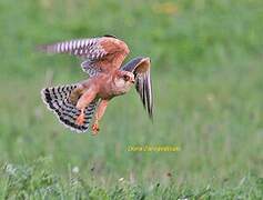 Red-footed Falcon