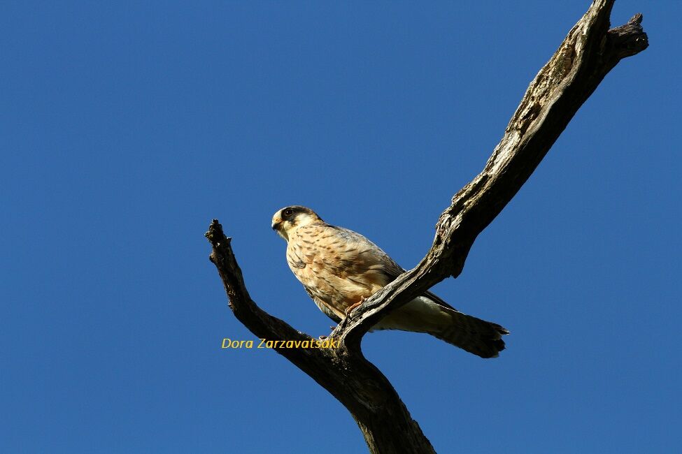 Red-footed Falcon