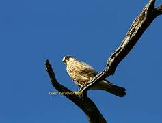 Red-footed Falcon