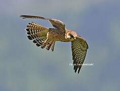 Red-footed Falcon