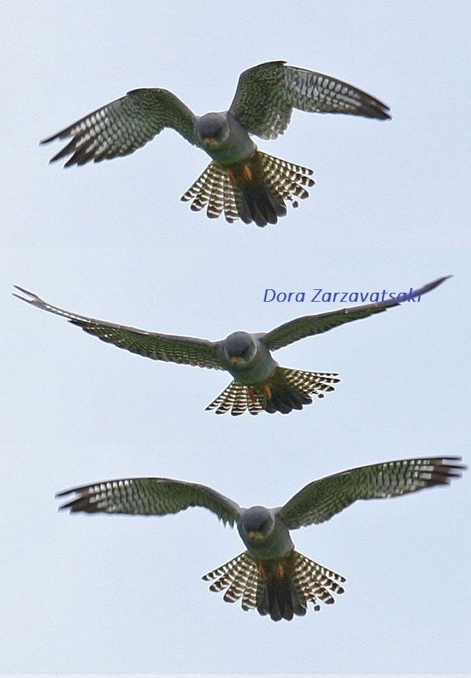 Red-footed Falcon