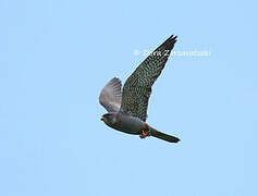 Red-footed Falcon