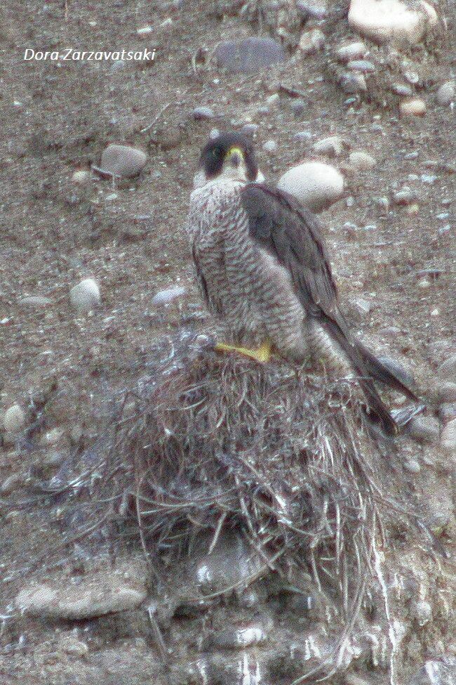 Peregrine Falcon