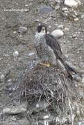 Peregrine Falcon