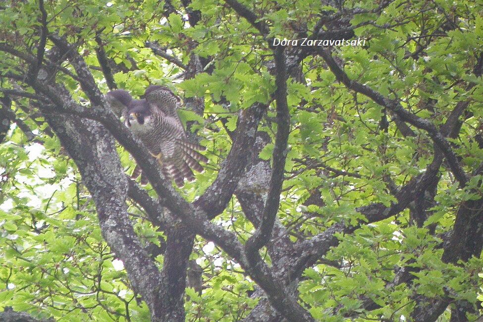 Peregrine Falcon