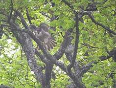 Peregrine Falcon