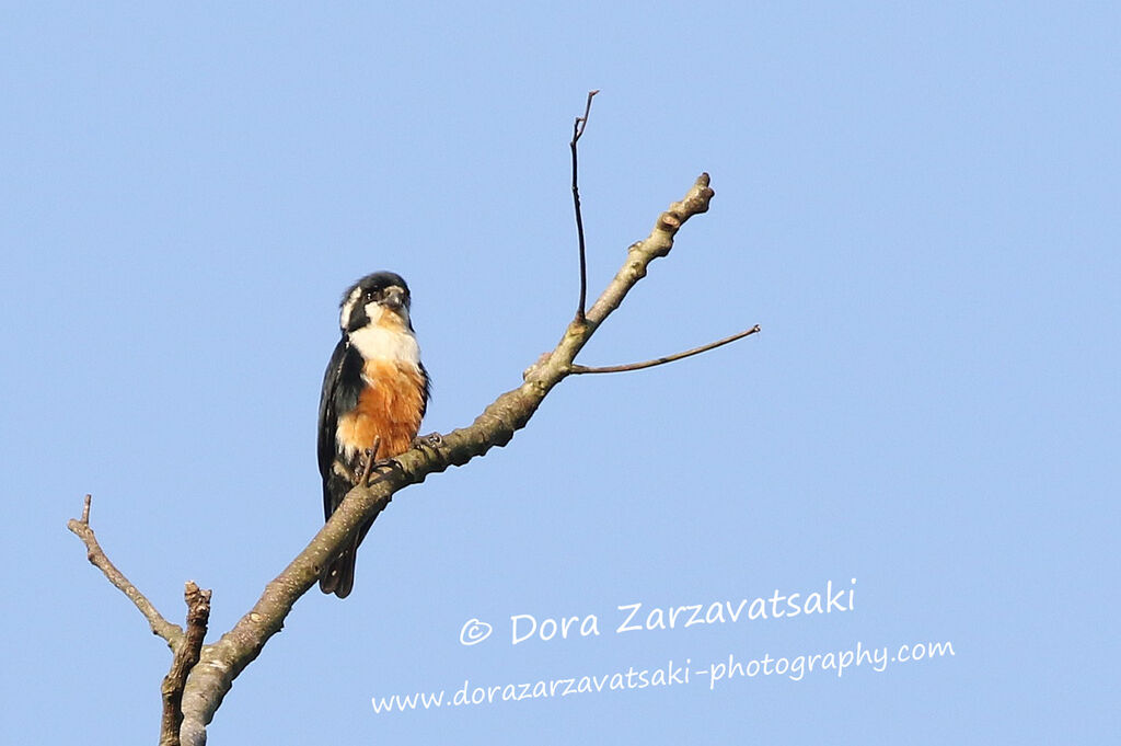 Collared Falconetadult, identification