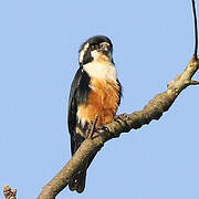 Collared Falconet