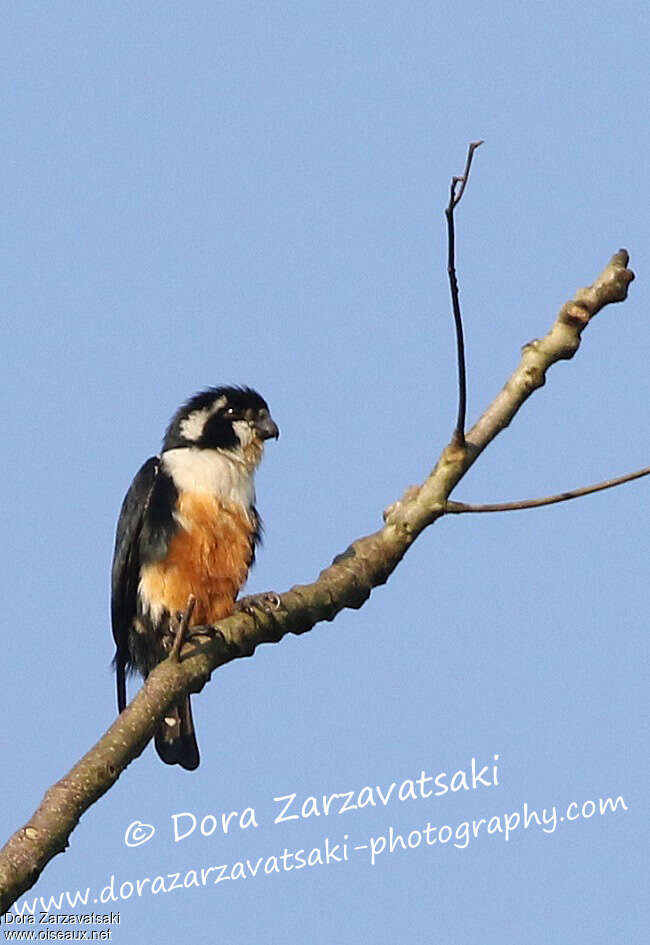 Collared Falconetadult, identification