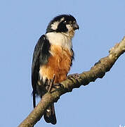 Collared Falconet