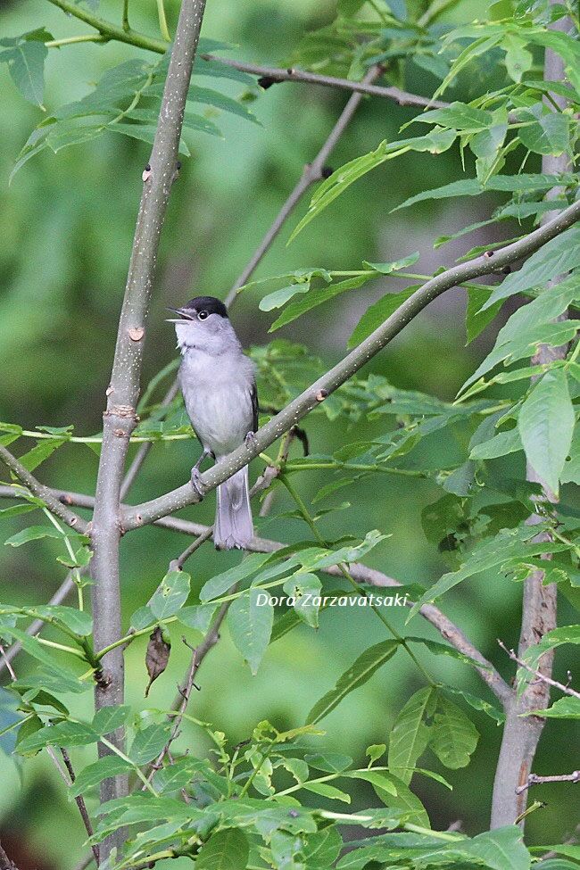 Eurasian Blackcap