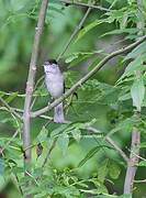 Eurasian Blackcap