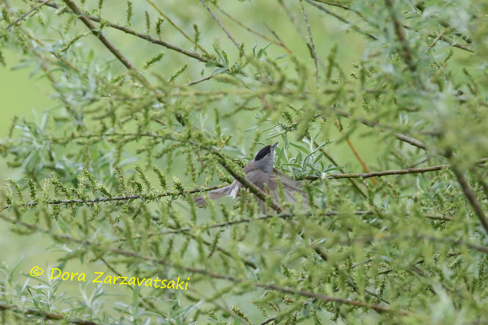 Eurasian Blackcap