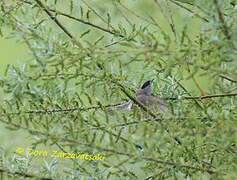 Eurasian Blackcap