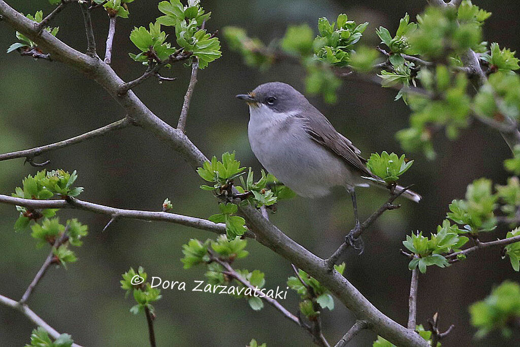 Lesser Whitethroatadult