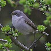 Lesser Whitethroat