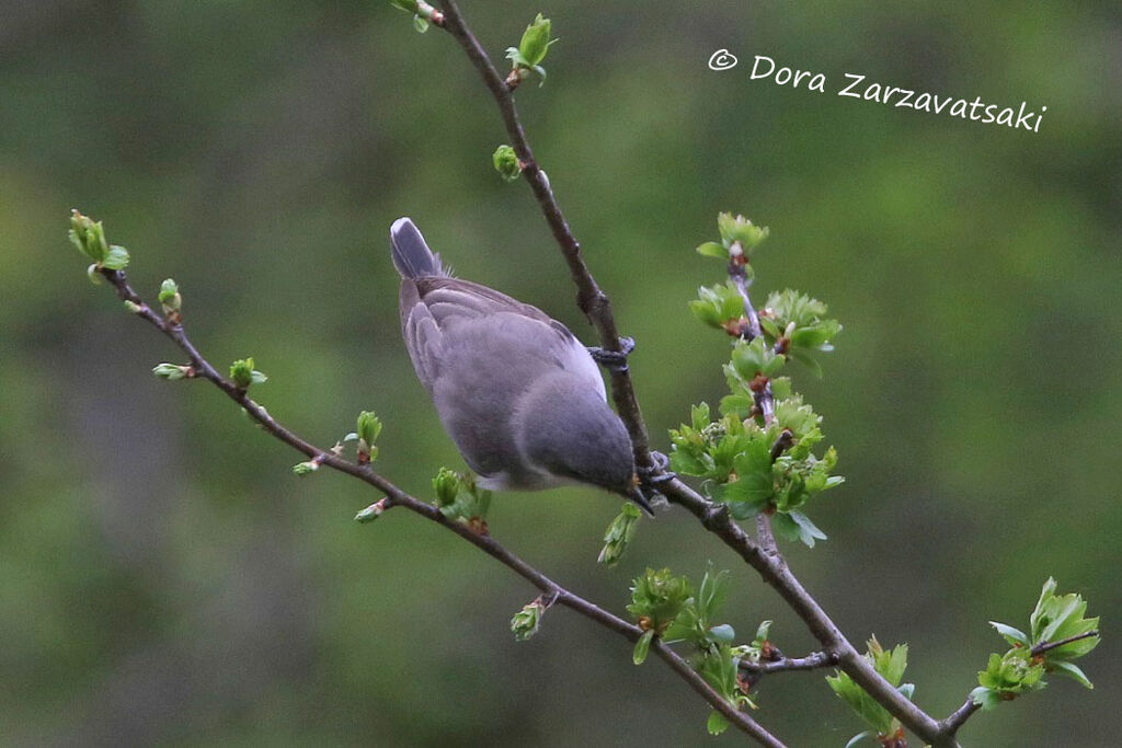 Lesser Whitethroatadult