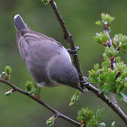 Lesser Whitethroat