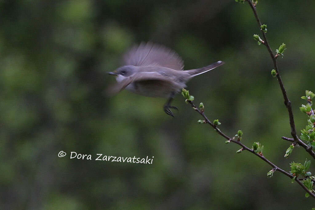 Lesser Whitethroatadult, Flight