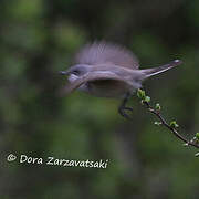 Lesser Whitethroat