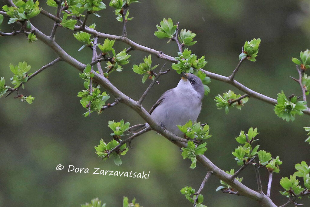 Lesser Whitethroat