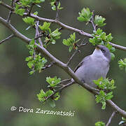 Lesser Whitethroat